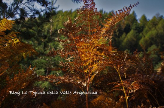 felci autunno