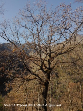 albero