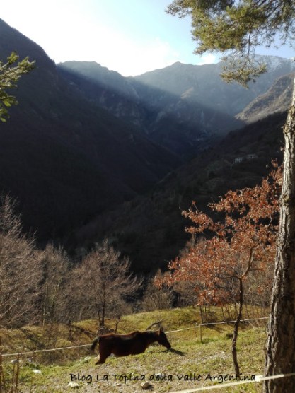cavallo sentiero creppo