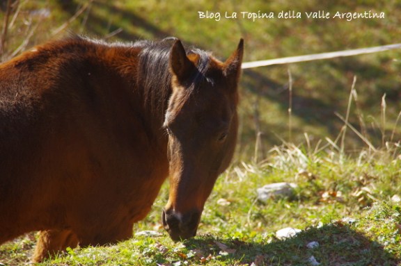 cavallo