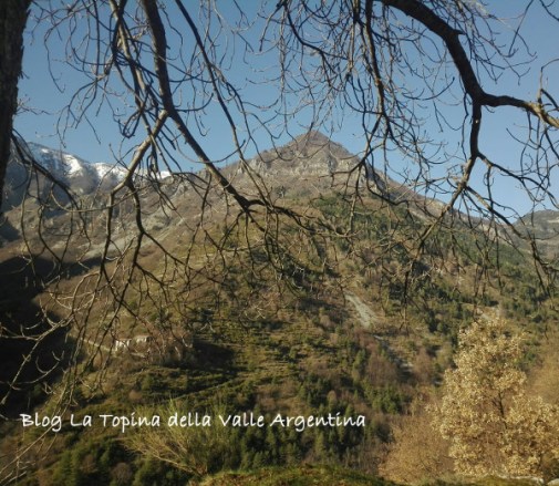 gerbonte da creppo
