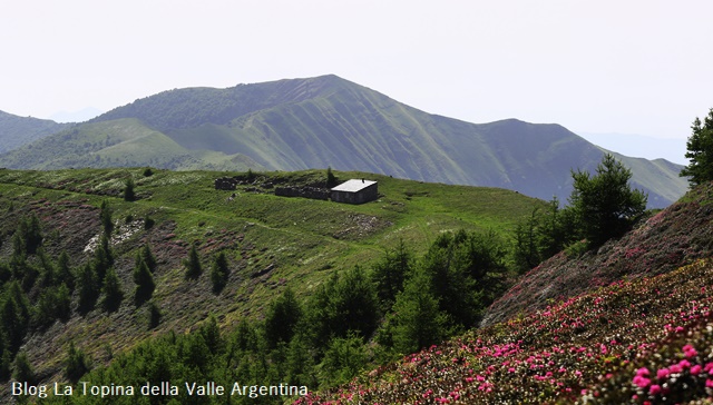 La spettacolare fioritura dei Rododendri sul Saccarello