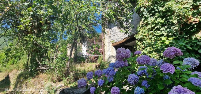 A Ciagin - tra Ortensie e frutti selvatici